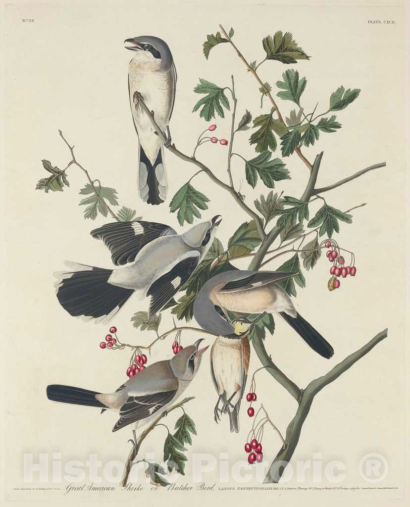 Art Print : Havell After Audubon, Great American Shrike or Butcher Bird, 1834 - Vintage Wall Art