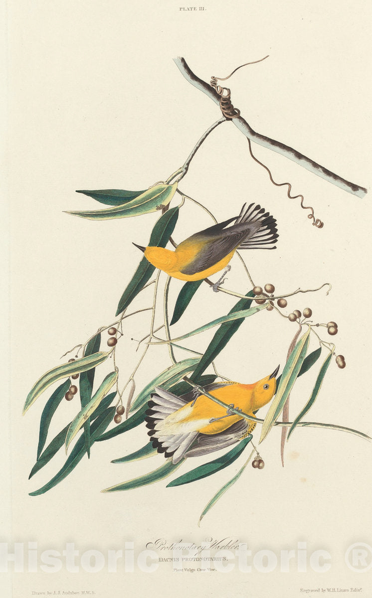 Art Print : Lizars After Audubon, Prothonotary Warbler, 1827 - Vintage Wall Art