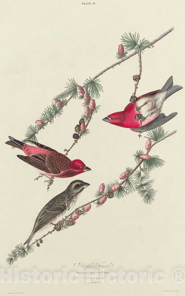 Art Print : Lizars After Audubon, Purple Finch, 1827 - Vintage Wall Art