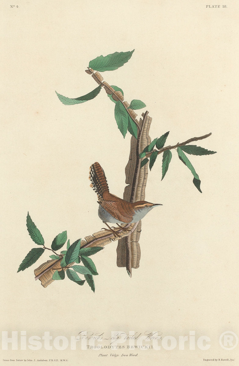 Art Print : Havell After Audubon, Bewick's Long-Tailed Wren, 1827 - Vintage Wall Art