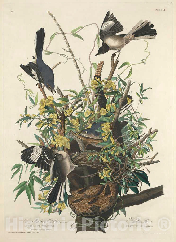 Art Print : Havell After Audubon, The Mocking Bird, 1827 - Vintage Wall Art