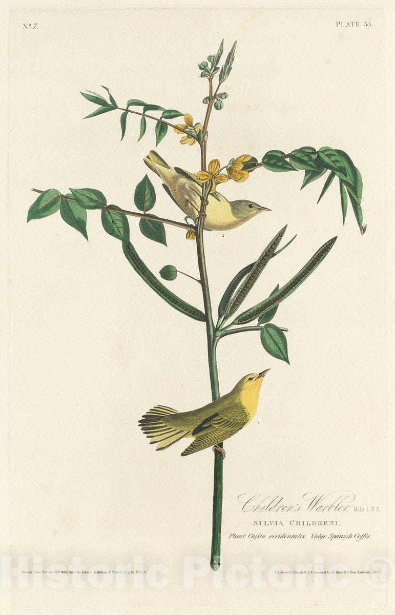 Art Print : Havell After Audubon, Children's Warbler, 1828 - Vintage Wall Art