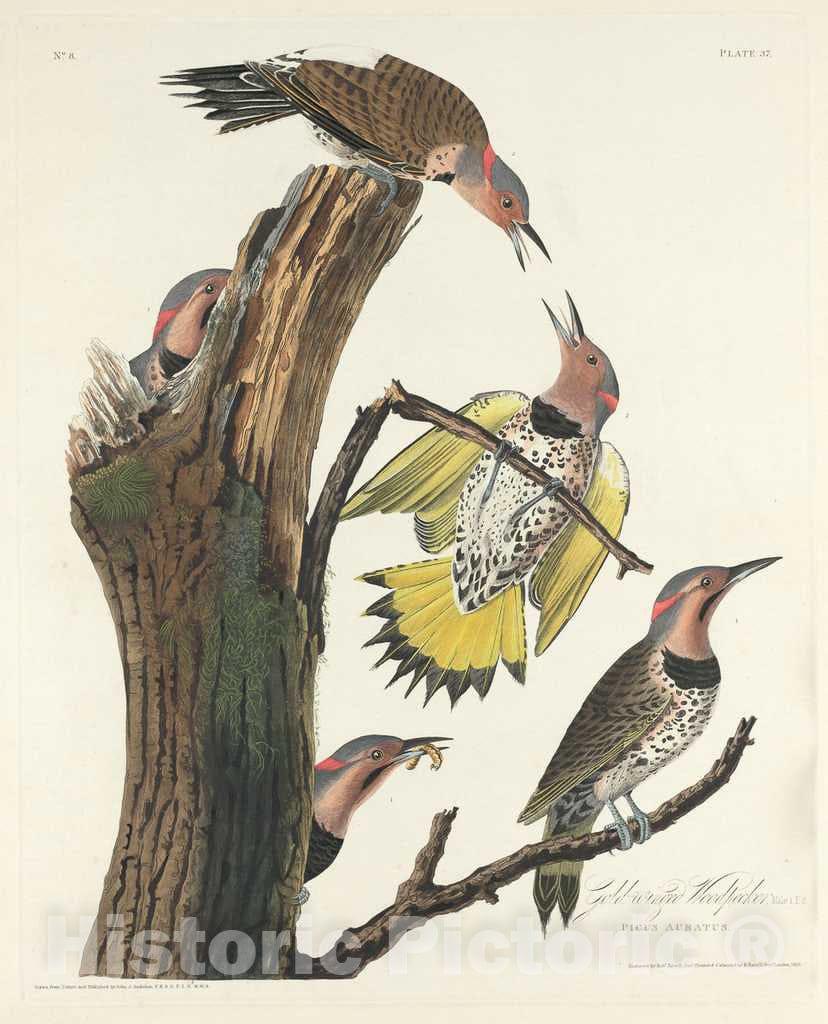 Art Print : Havell After Audubon, Gold-Winged Woodpecker, 1828 - Vintage Wall Art