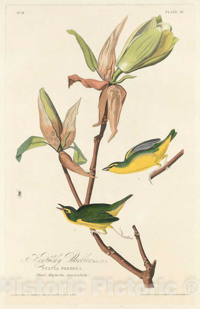 Art Print : Havell After Audubon, Kentucky Warbler, 1828 - Vintage Wall Art