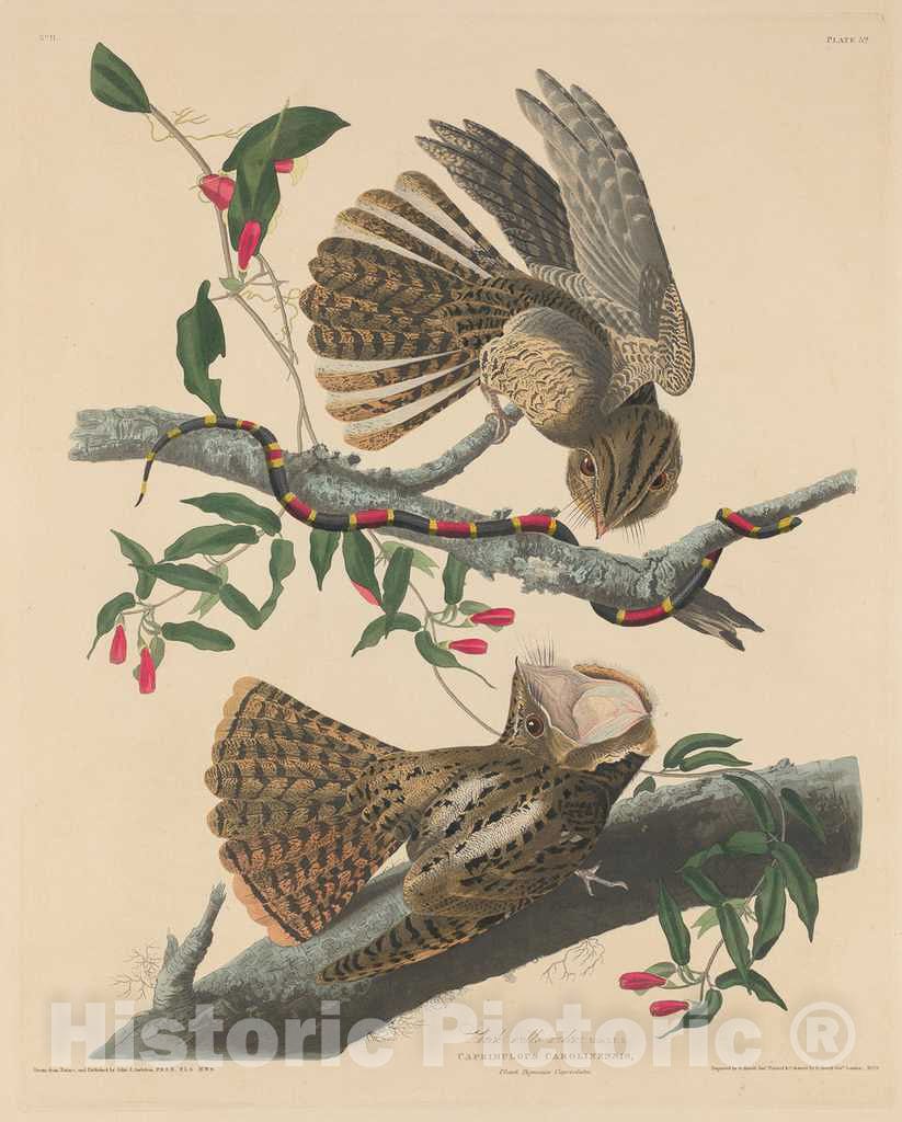 Art Print : Havell After Audubon, Chuck Will's Widow, 1829 - Vintage Wall Art