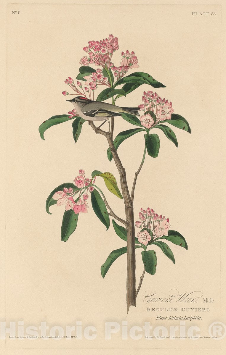 Art Print : Havell After Audubon, Cuvier's Wren, 1829 - Vintage Wall Art