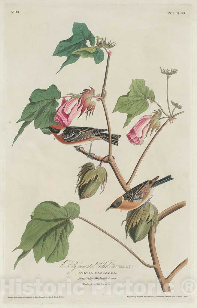 Art Print : Havell After Audubon, Bay-Breasted Warbler, 1829 - Vintage Wall Art