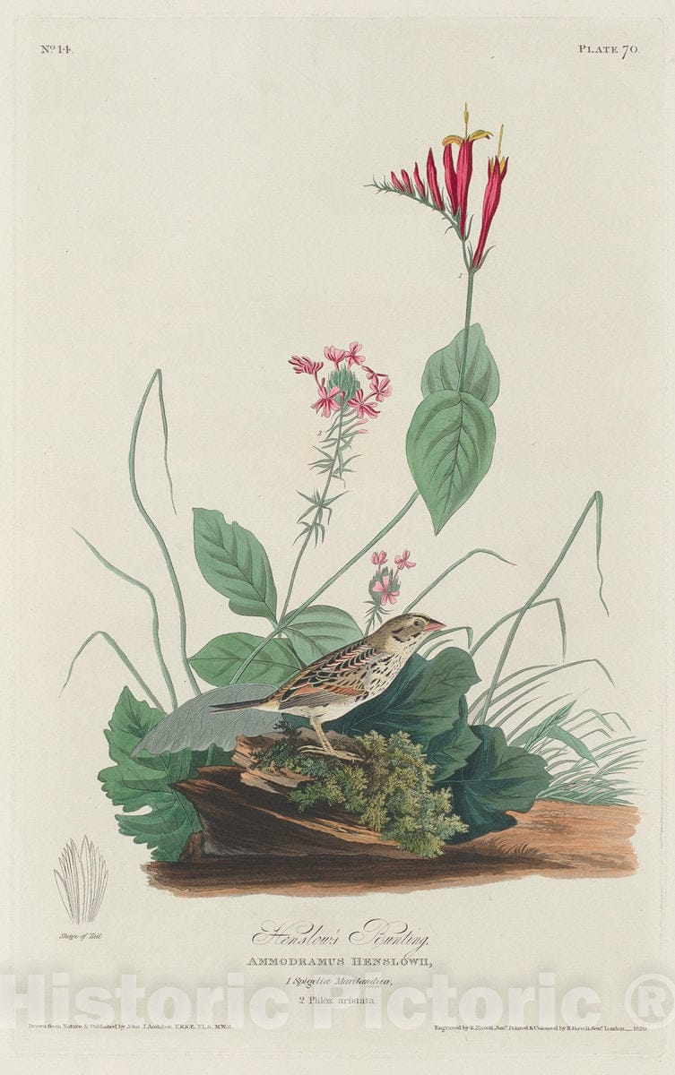 Art Print : Havell After Audubon, Henslow's Bunting, 1829 - Vintage Wall Art