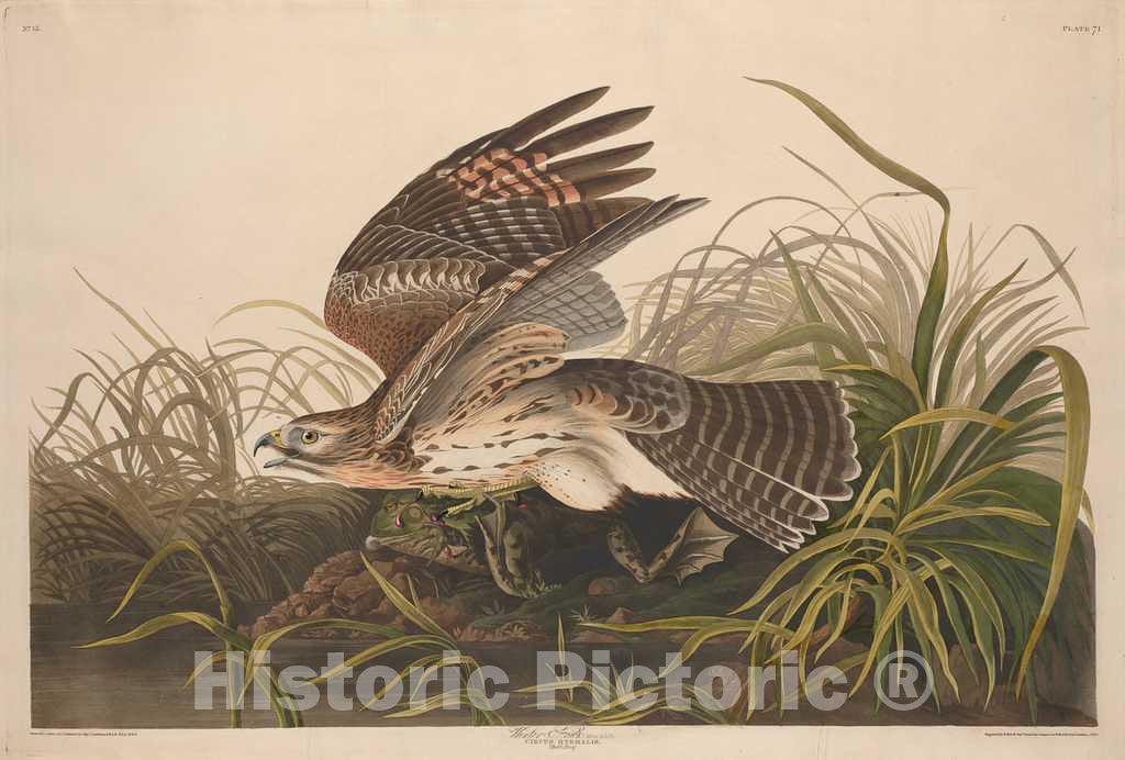 Art Print : Havell After Audubon, Winter Hawk, 1829 - Vintage Wall Art