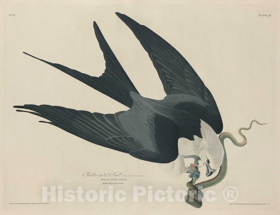 Art Print : Havell After Audubon, Swallow-Tailed Hawk, 1829 - Vintage Wall Art