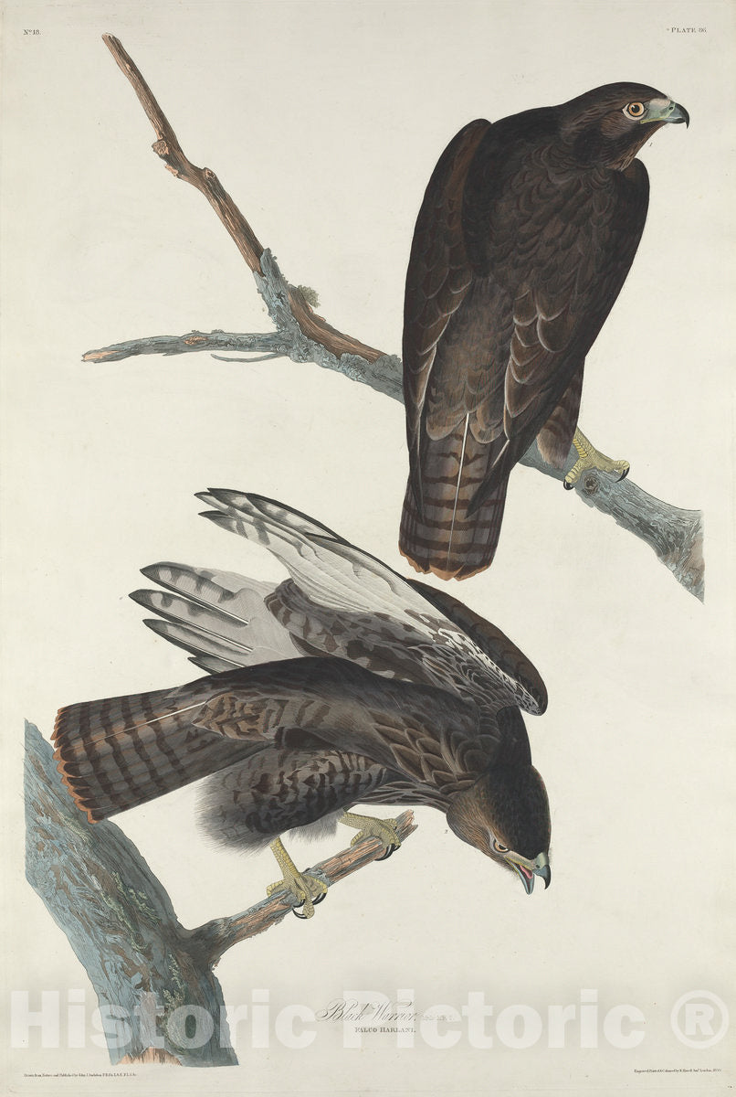 Art Print : Havell After Audubon, Black Warrior, 1830 - Vintage Wall Art