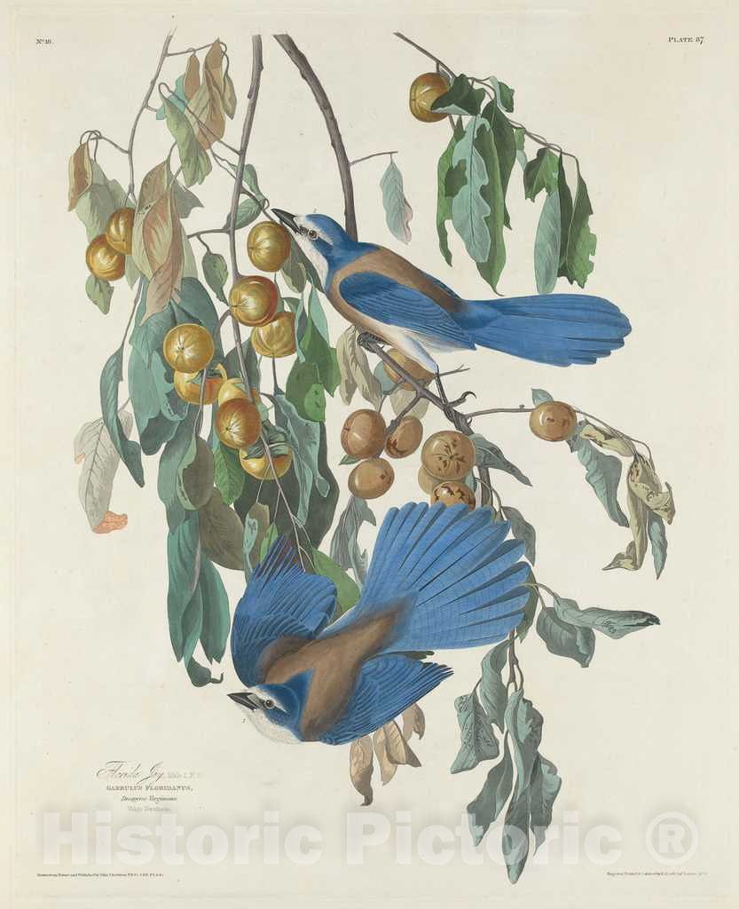 Art Print : Havell After Audubon, Florida Jays, 1830 - Vintage Wall Art