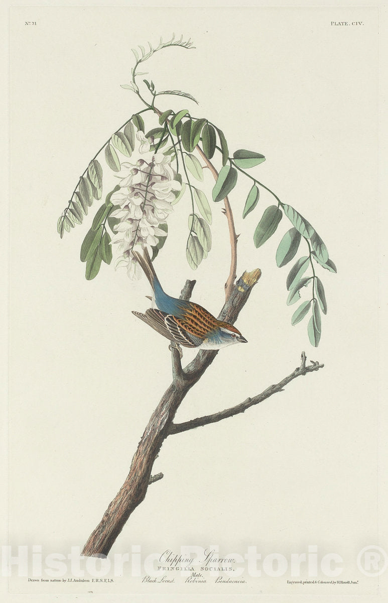 Art Print : Havell After Audubon, Chipping Sparrow, 1831 - Vintage Wall Art