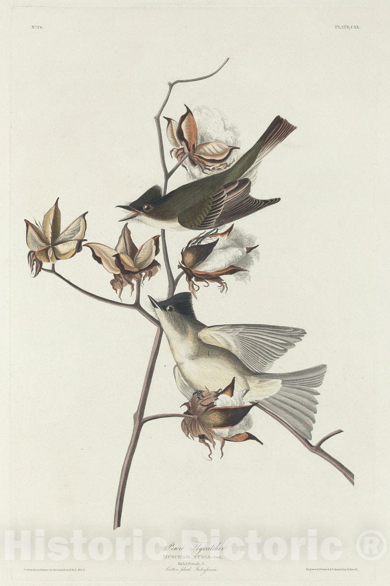 Art Print : Havell After Audubon, Pewit Flycatcher, 1831 - Vintage Wall Art