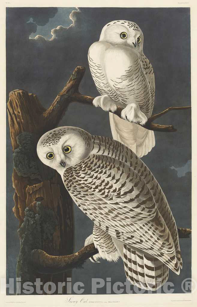 Art Print : Havell After Audubon, Snowy Owl, 1831 - Vintage Wall Art