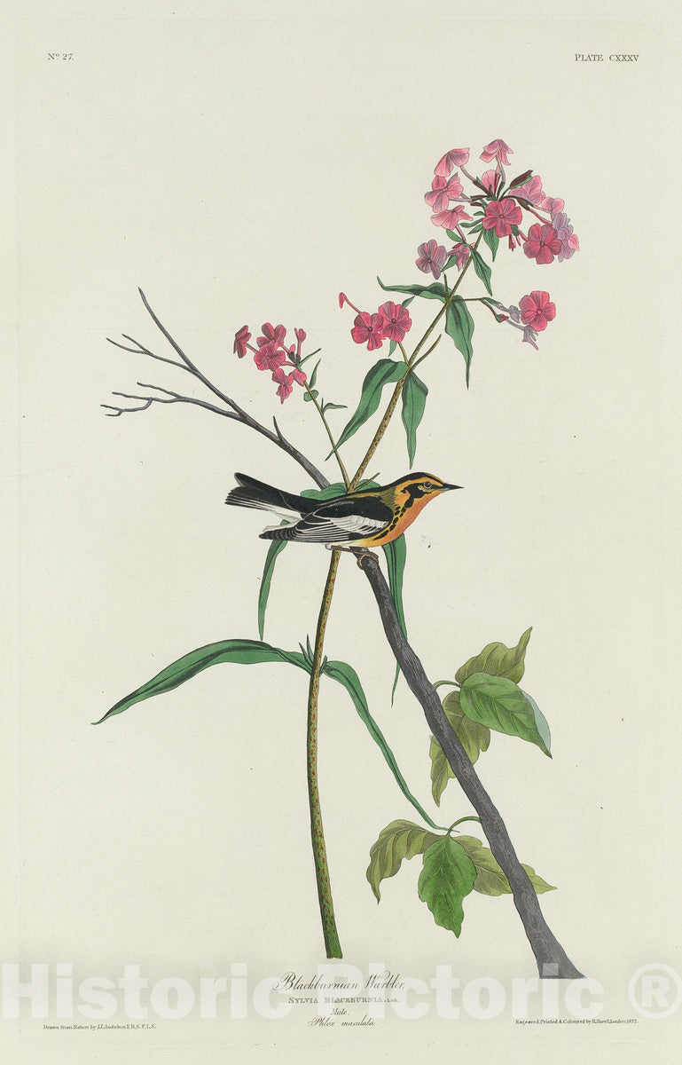 Art Print : Havell After Audubon, Blackburnian Warbler, 1832 - Vintage Wall Art