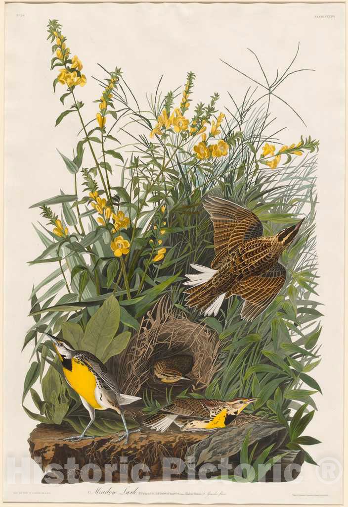 Art Print : Havell After Audubon, Meadow Lark, 1832 - Vintage Wall Art