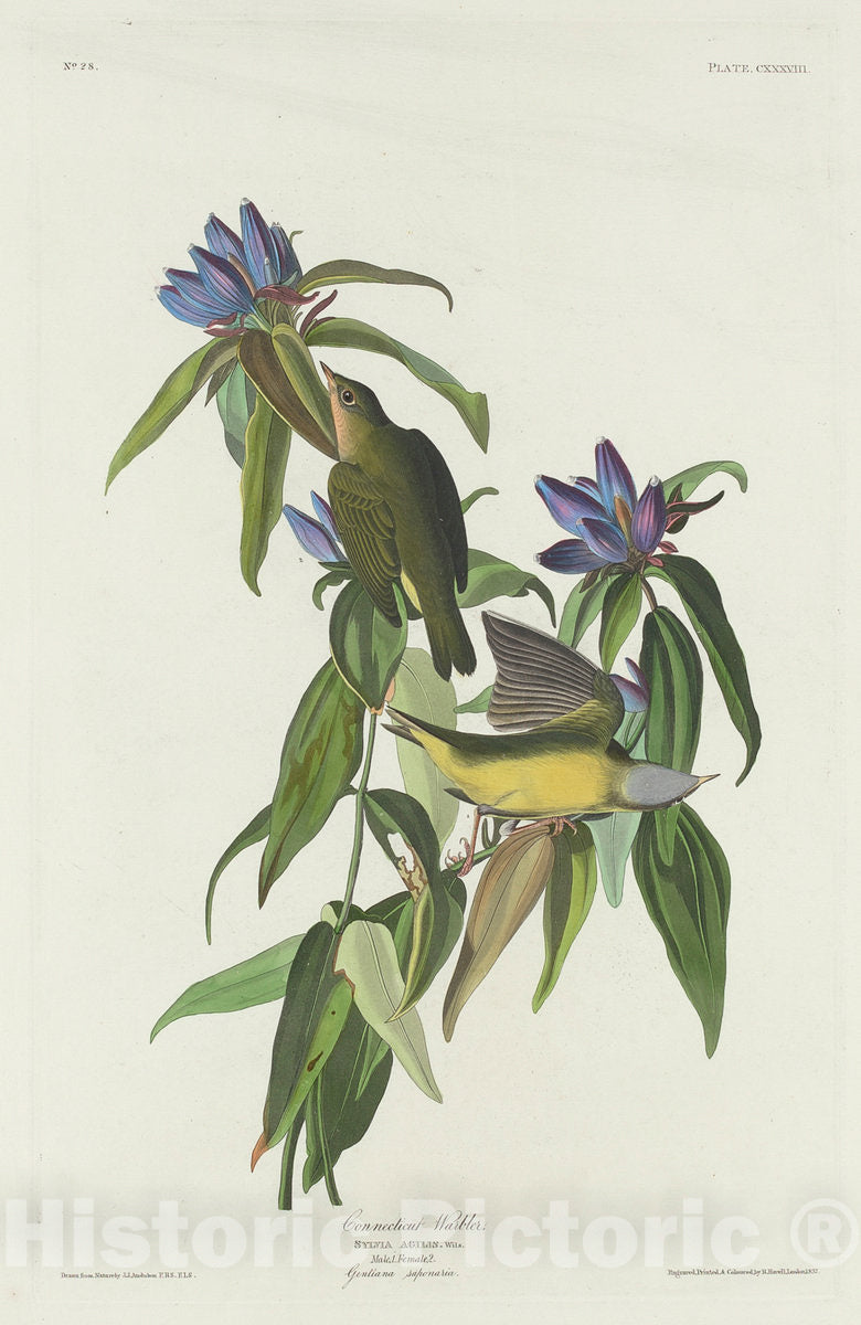 Art Print : Havell After Audubon, Connecticut Warbler, 1832 - Vintage Wall Art