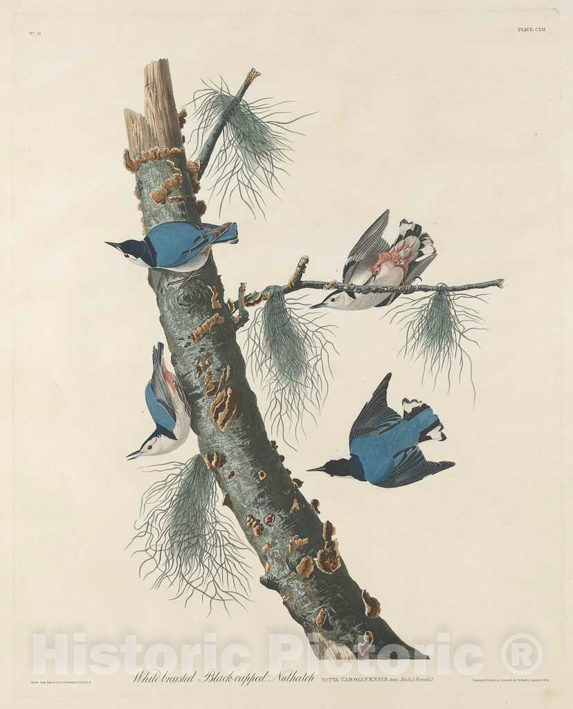 Art Print : Havell After Audubon, White-Breasted Black-Capped Nuthatch, 1832 - Vintage Wall Art