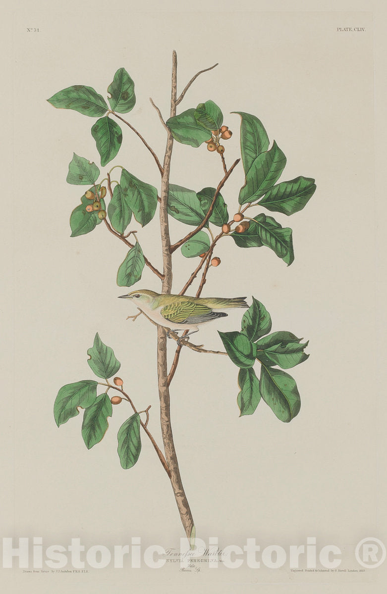 Art Print : Havell After Audubon, Tennessee Warbler, 1832 - Vintage Wall Art