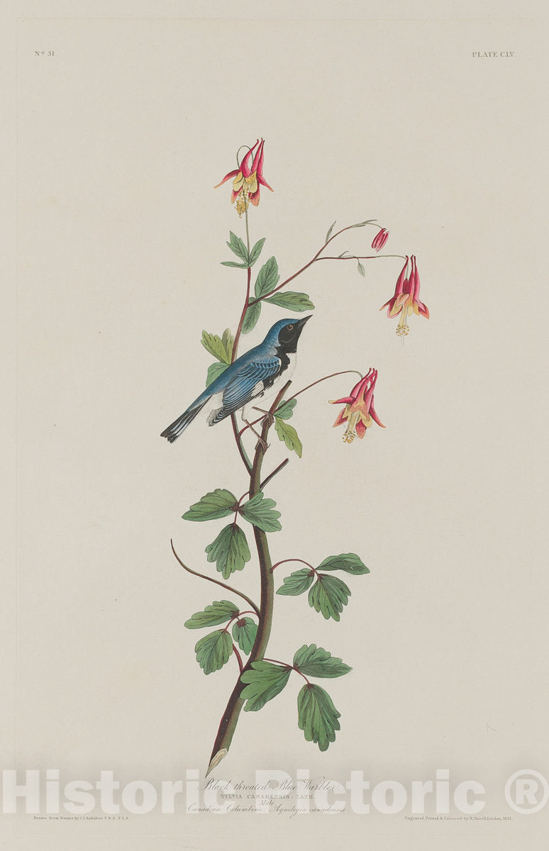 Art Print : Havell After Audubon, Black-Throated Blue Warbler, 1832 - Vintage Wall Art