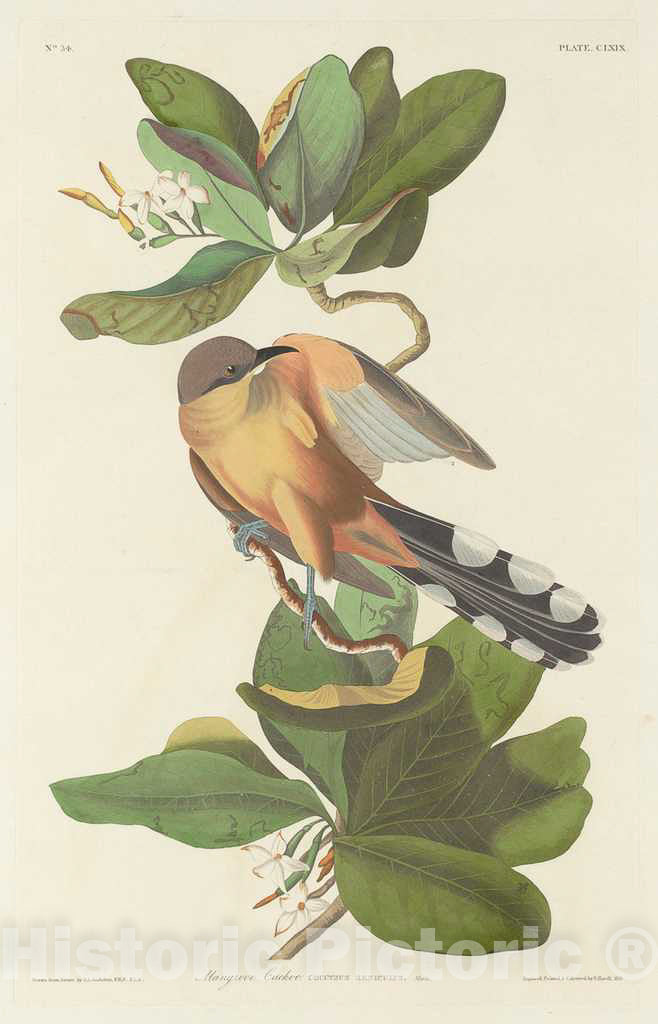 Art Print : Havell After Audubon, Mangrove Cuckoo, 1833 - Vintage Wall Art