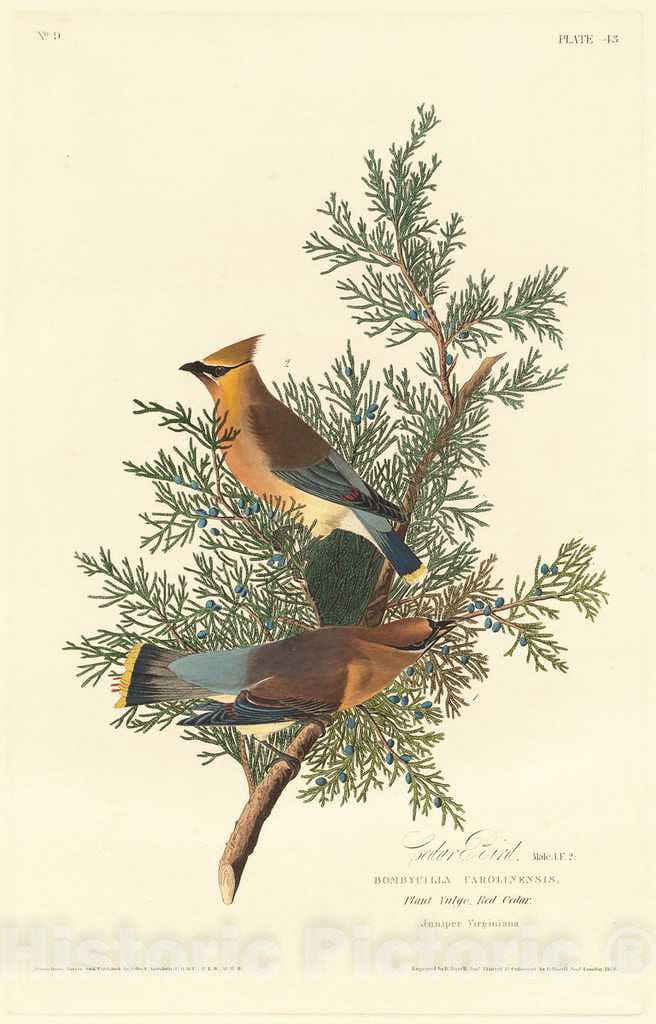 Art Print : Havell After Audubon, Cedar Bird, 1828 - Vintage Wall Art