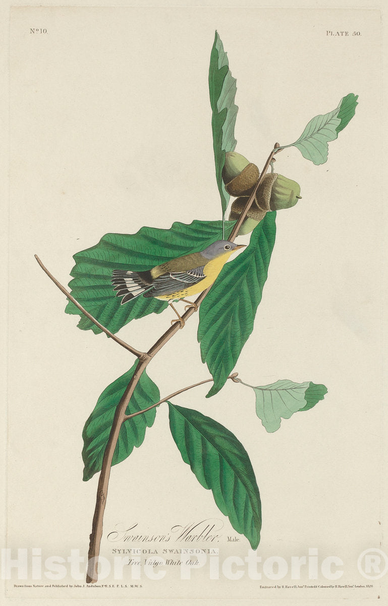 Art Print : Havell After Audubon, Swainson's Warbler, 1828 - Vintage Wall Art