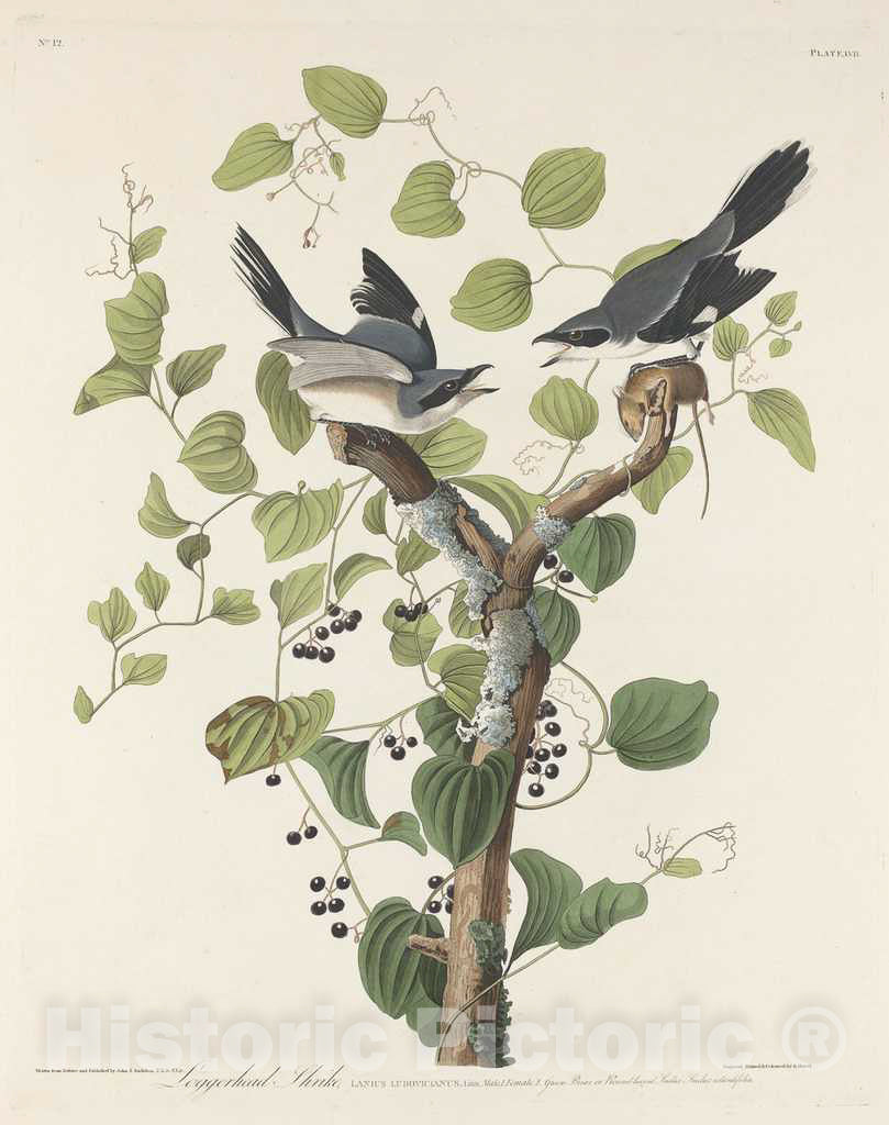 Art Print : Havell After Audubon, Loggerhead Shrike, 1829 - Vintage Wall Art