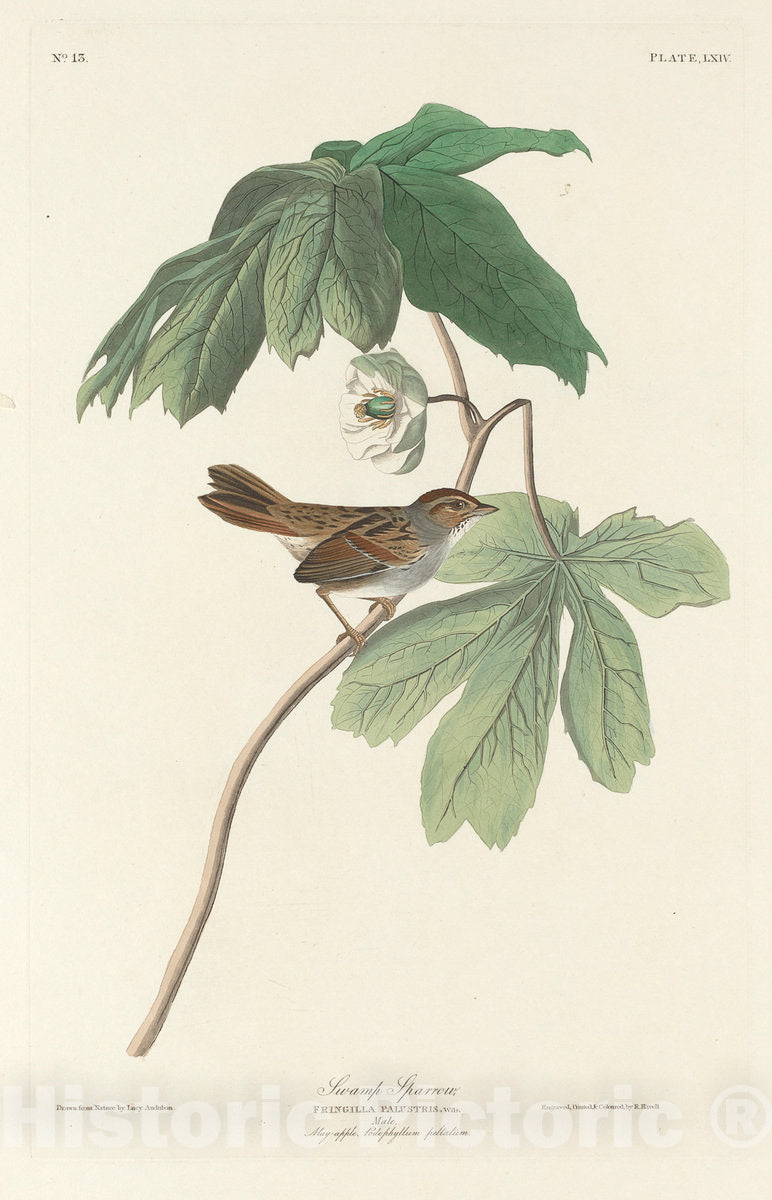 Art Print : Havell After Audubon, Swamp Sparrow, 1829 - Vintage Wall Art