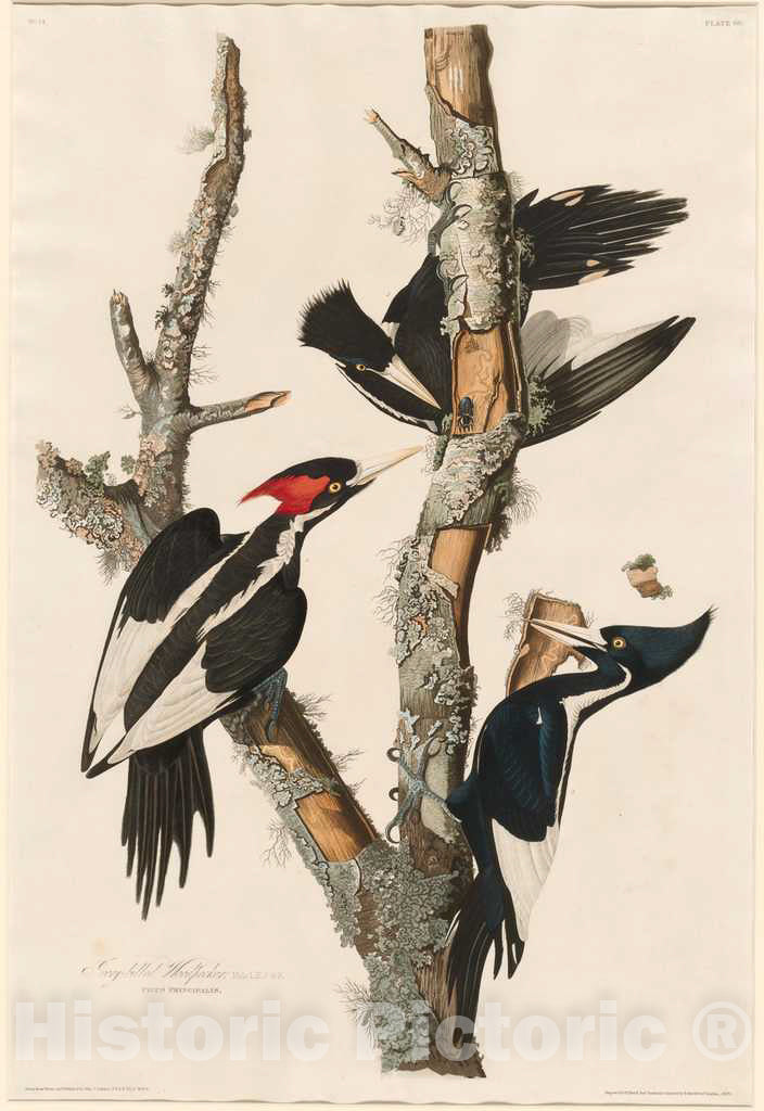 Art Print : Havell After Audubon, Ivory-Billed Woodpecker, 1829 - Vintage Wall Art