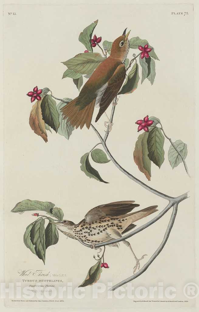 Art Print : Havell After Audubon, Wood Thrush, 1829 - Vintage Wall Art