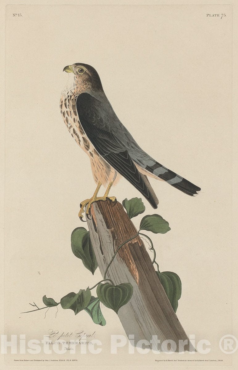 Art Print : Havell After Audubon, Le Petit Caporal, 1829 - Vintage Wall Art