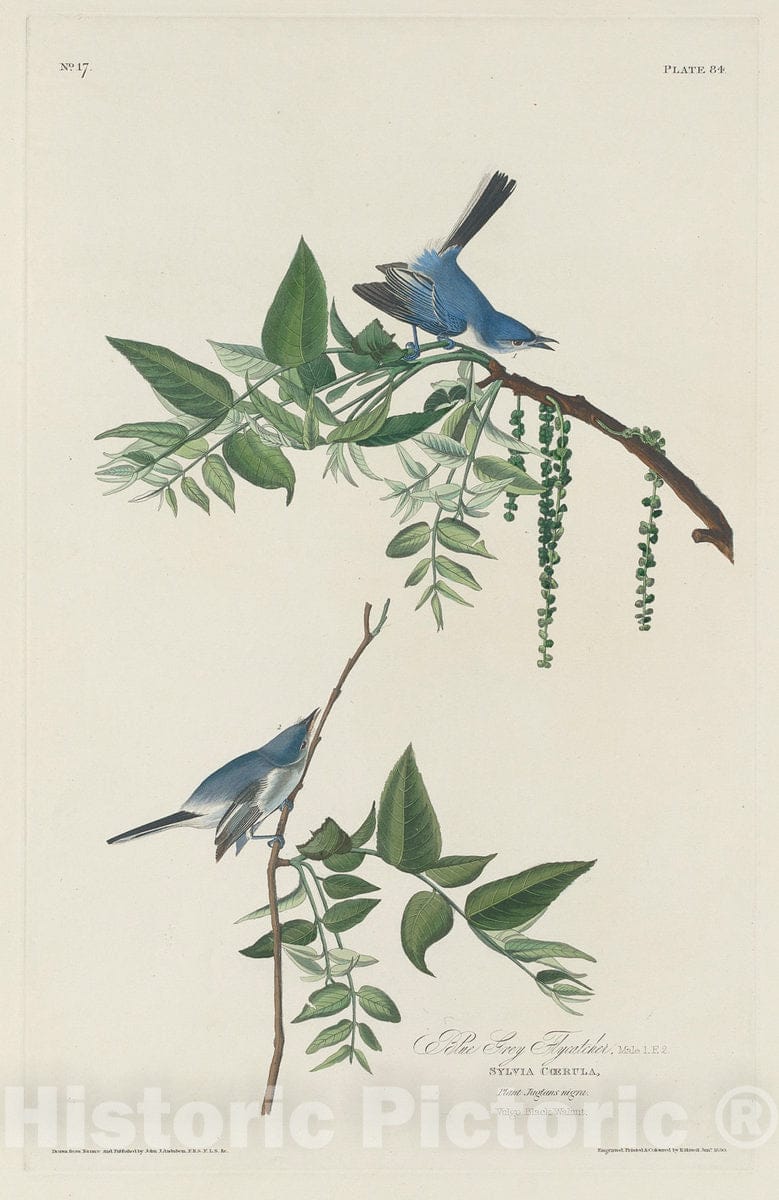 Art Print : Havell After Audubon, Blue-Grey Flycatcher, 1830 - Vintage Wall Art