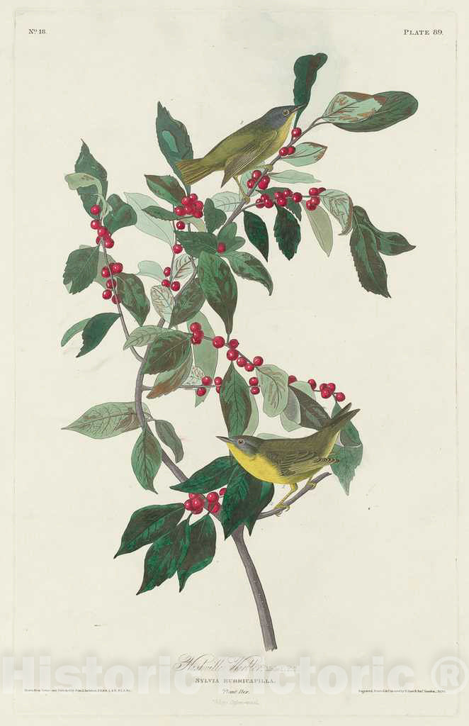 Art Print : Havell After Audubon, Nashville Warbler, 1830 - Vintage Wall Art