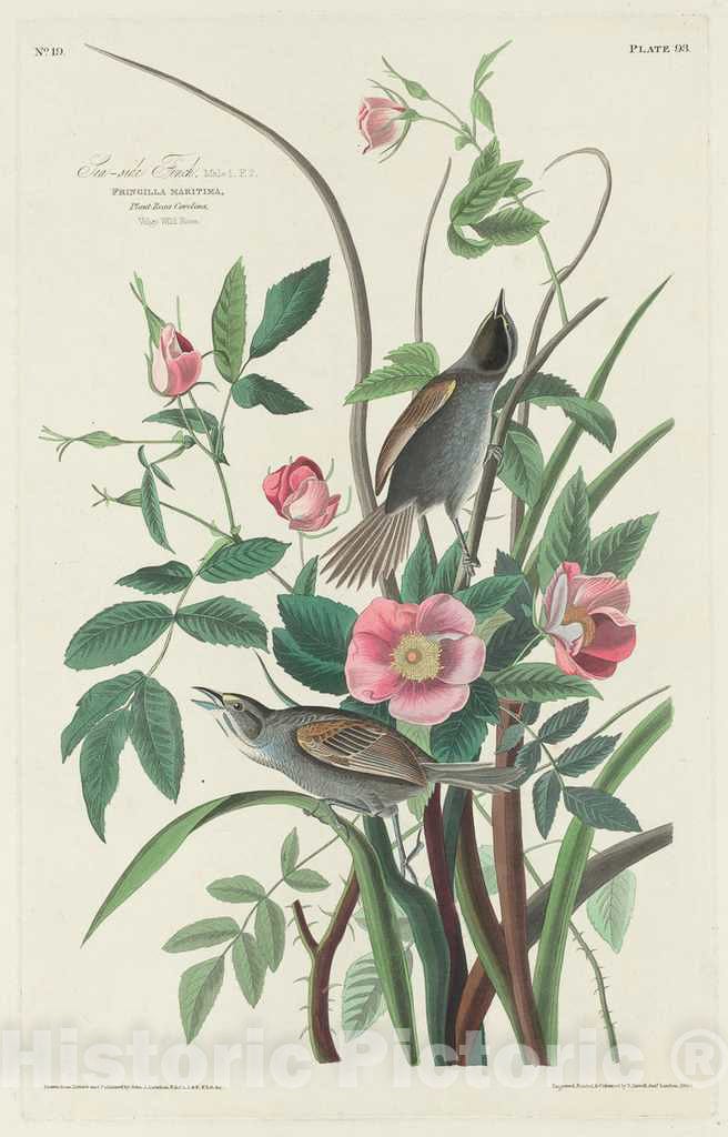 Art Print : Havell After Audubon, Sea-Side Finch, 1830 - Vintage Wall Art