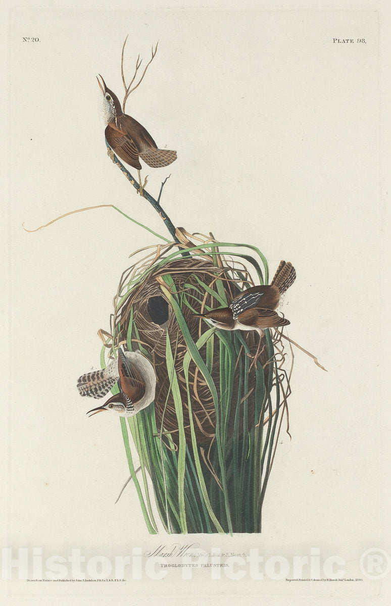 Art Print : Havell After Audubon, Marsh Wren, 1830 - Vintage Wall Art