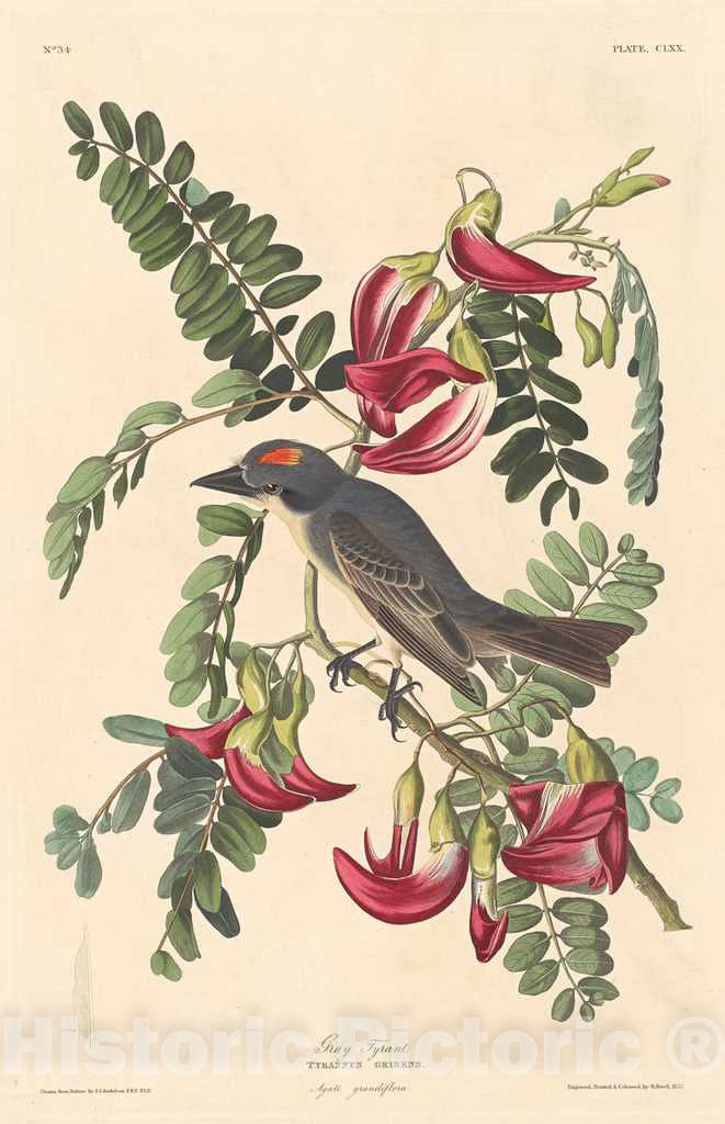 Art Print : Havell After Audubon, Gray Tyrant, 1833 - Vintage Wall Art