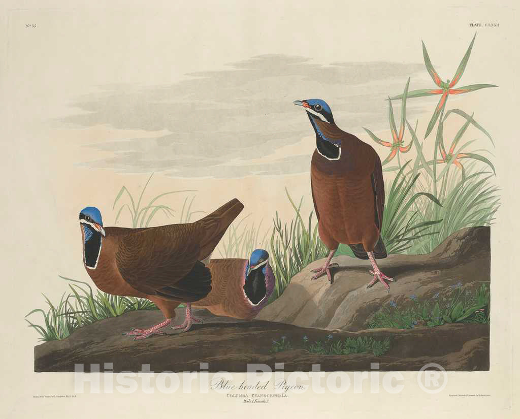 Art Print : Havell After Audubon, Blue-Headed Pigeon, 1833 - Vintage Wall Art