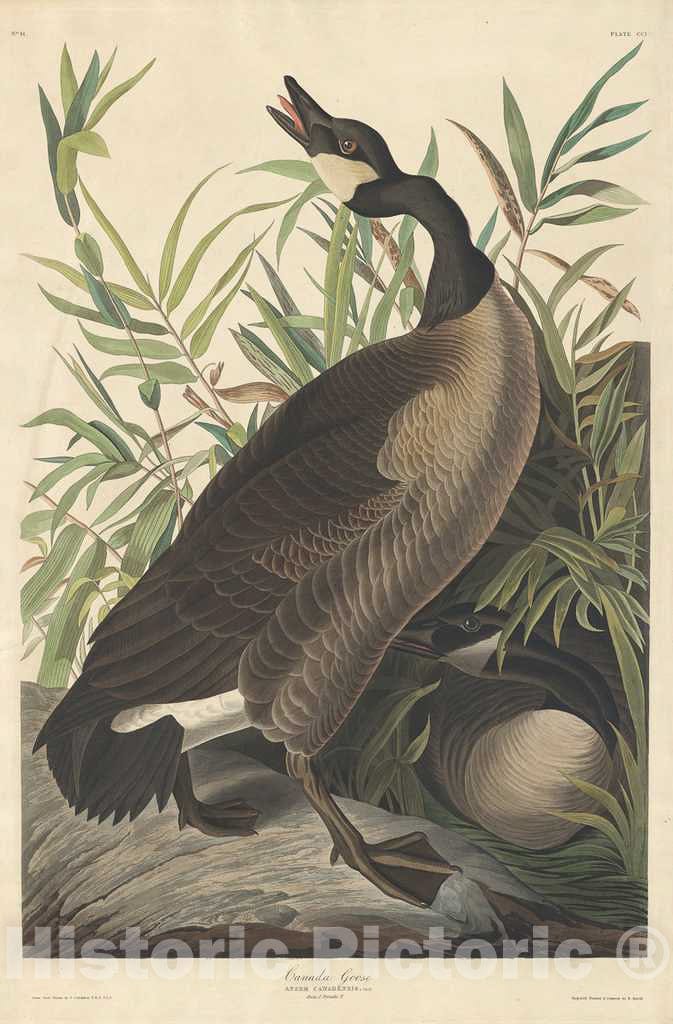 Art Print : Havell After Audubon, Canada Goose, 1834 - Vintage Wall Art