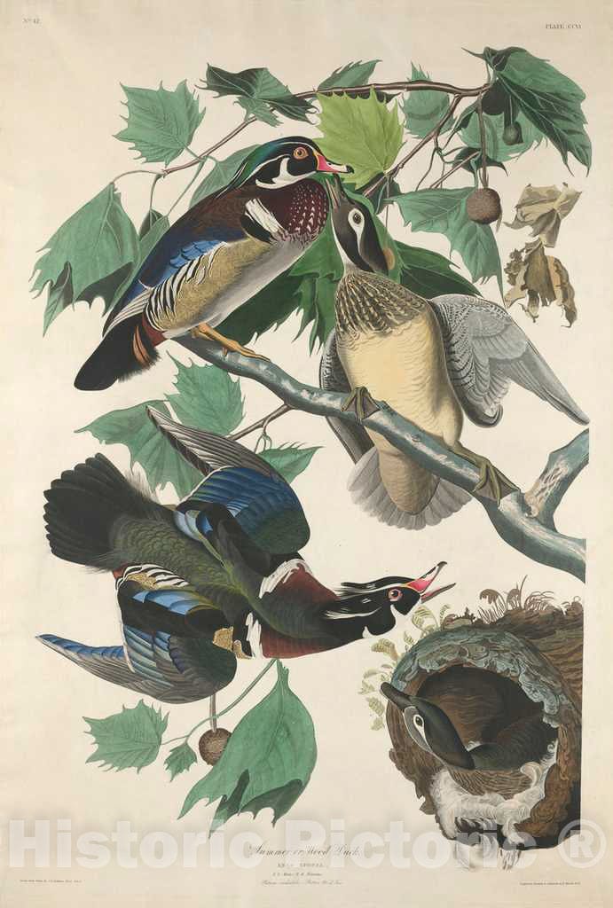 Art Print : Havell After Audubon, Summer or Wood Duck, 1834 - Vintage Wall Art