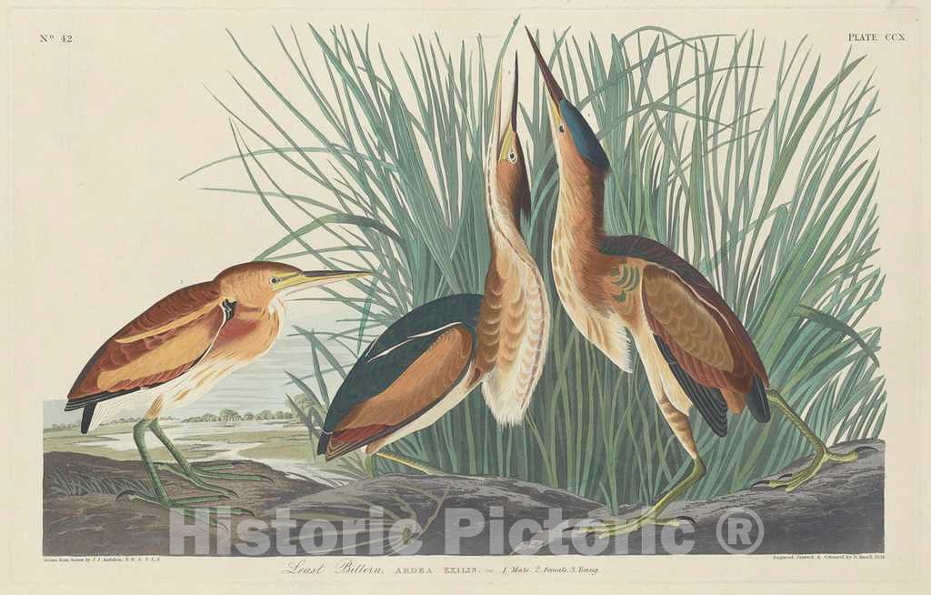 Art Print : Havell After Audubon, Least Bittern, 1834 - Vintage Wall Art