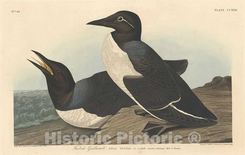 Art Print : Havell After Audubon, Foolish Guillemot, 1834 - Vintage Wall Art