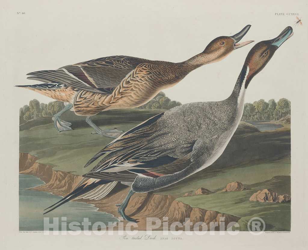 Art Print : Havell After Audubon, Pin-Tailed Duck, 1834 - Vintage Wall Art