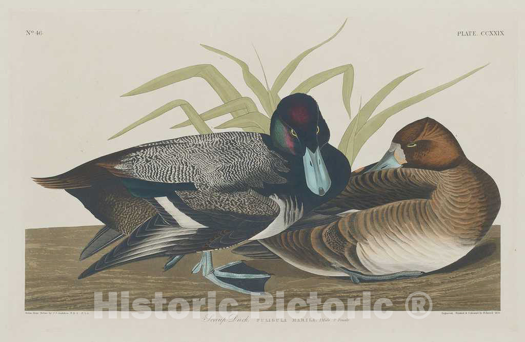 Art Print : Havell After Audubon, Scaup Duck, 1834 - Vintage Wall Art