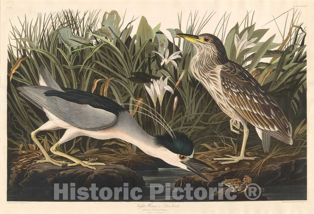 Art Print : Havell After Audubon, Night Heron or Qua Bird, 1835 - Vintage Wall Art