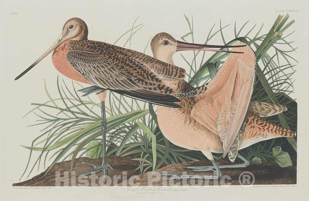 Art Print : Havell After Audubon, Great Marbled Godwit, 1835 - Vintage Wall Art