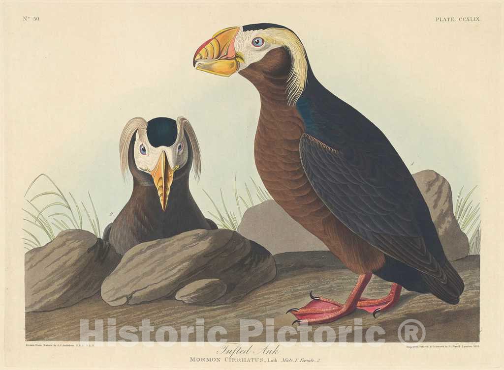 Art Print : Havell After Audubon, Tufted Auk, 1835 - Vintage Wall Art