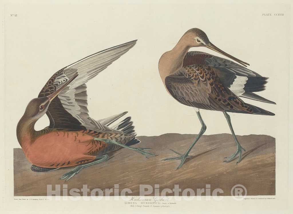 Art Print : Havell After Audubon, Hudsonian Godwit, 1835 - Vintage Wall Art