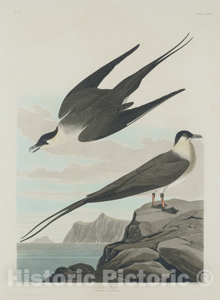 Art Print : Havell After Audubon, Arctic Jager, 1835 - Vintage Wall Art